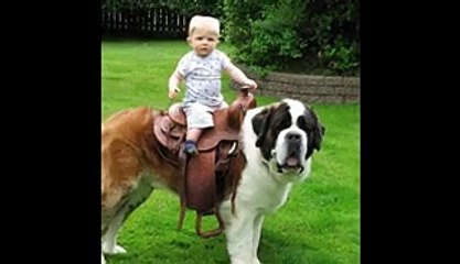 Giant Dog Exhibition