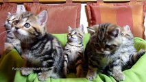 Chorus Line of Kittens : New generation. Funny Cats