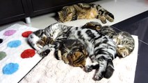Cute fluffy Kittens and cutest Mom Cat relaxing, sleeping and Hug.