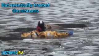 Heroic Firefighters Rescue Dog Trapped in Icy River