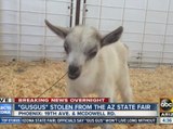 Baby goat stolen from Arizona State Fair