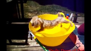 Most Funny Dog Compilation (Dog Fail Compilation) Daily Dose Of Fun