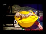 Most Funny Dog Compilation (Dog Fail Compilation) Daily Dose Of Fun