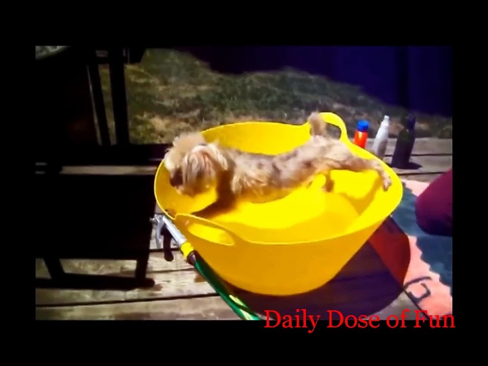 Most Funny Dog Compilation (Dog Fail Compilation) Daily Dose Of Fun
