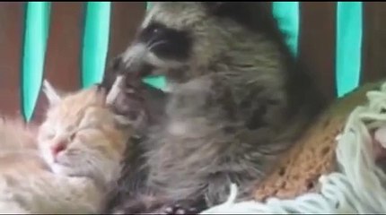 Енот достает котенка, супер прикол))