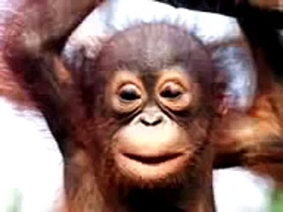 Funny And Cute Monkey Singing Happy Birthday Song