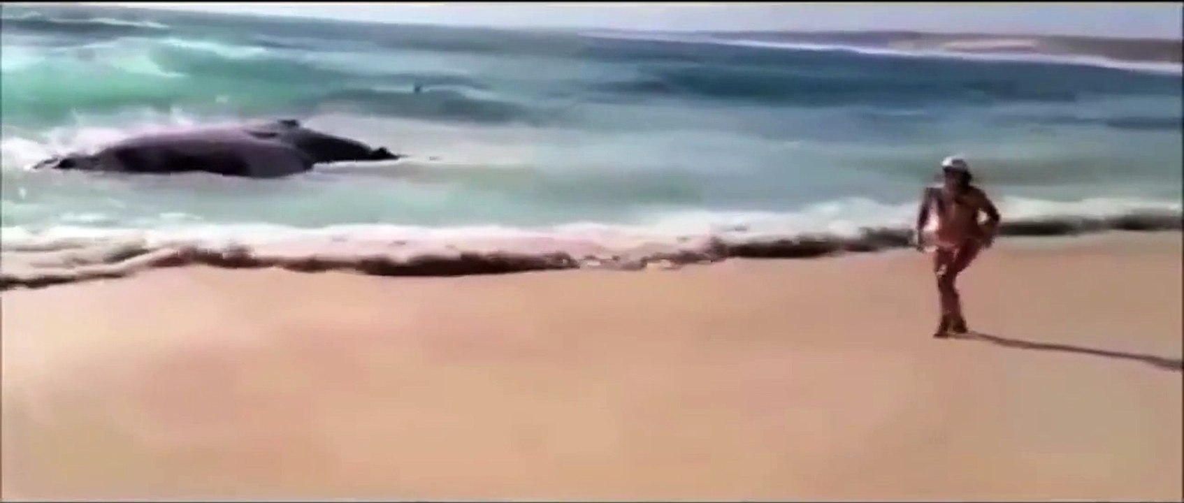 Amazing Shark Attack on Giant Whale, Hundreds of Sharks, Wild Animal Attacks