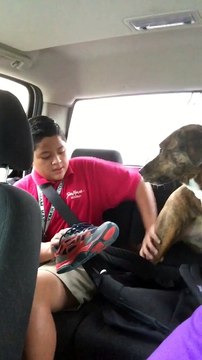 Dog cries every morning when dropping son off at school.