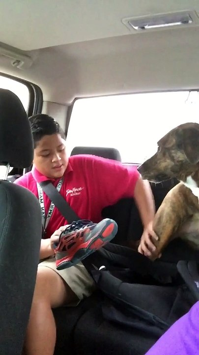 Dog cries every morning when dropping son off at school.