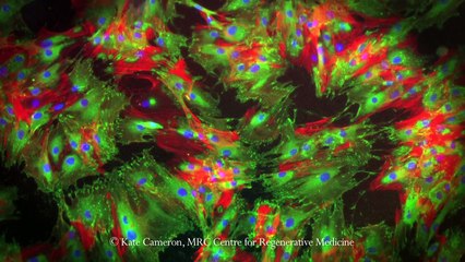 What is Science, Technology and Innovation Studies?