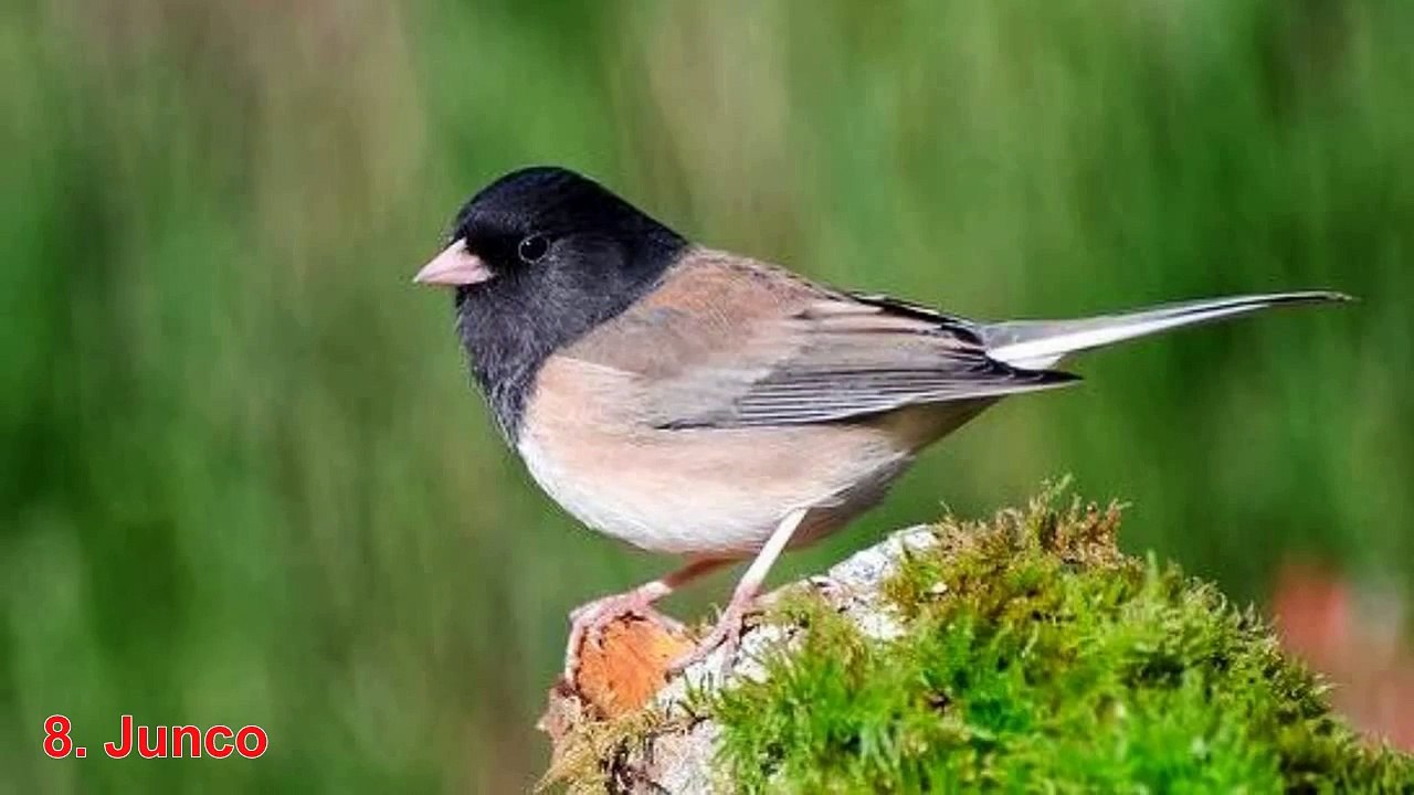 10 Creepy and Funny Looking Birds