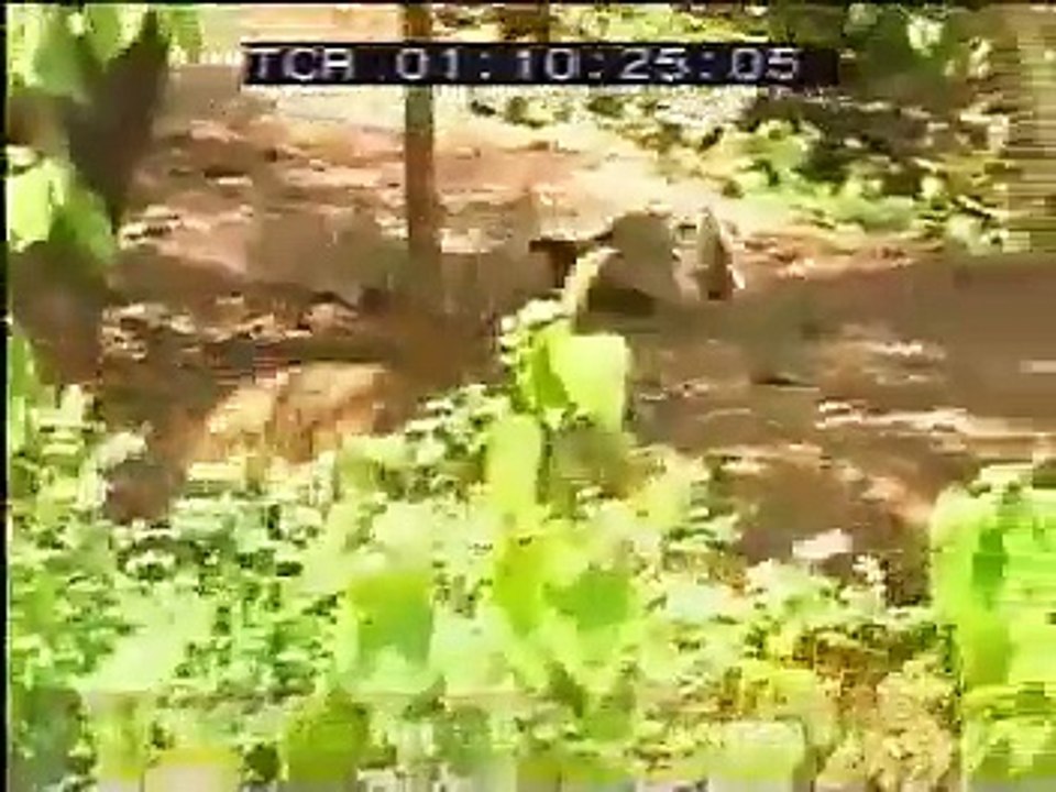 @ Tiger-Cubs-getting-harassed-by-baby-Ape