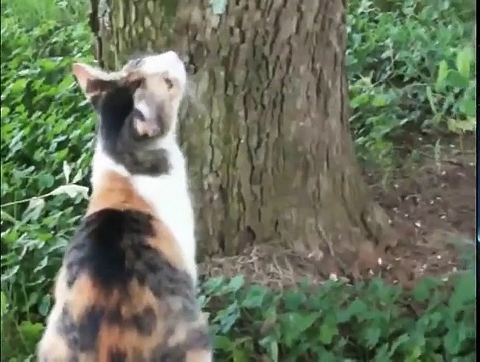 Mama Cats Carry Kittens