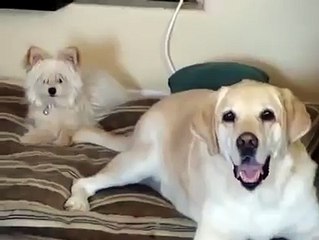 What’s About To Happen Here Will Make You Laugh Out Loud! OMG…