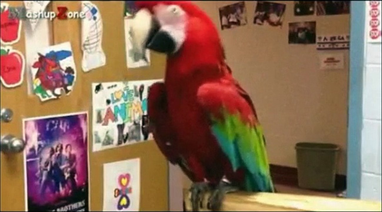 Funny Parrot Pranks