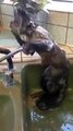 Monkey Taking Bath
