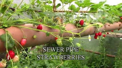 Sewer Pipe Strawberries
