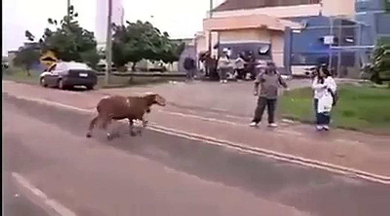 Sheep Going Crazy