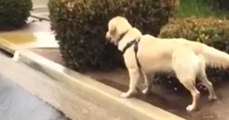 A dog playing with the rain...