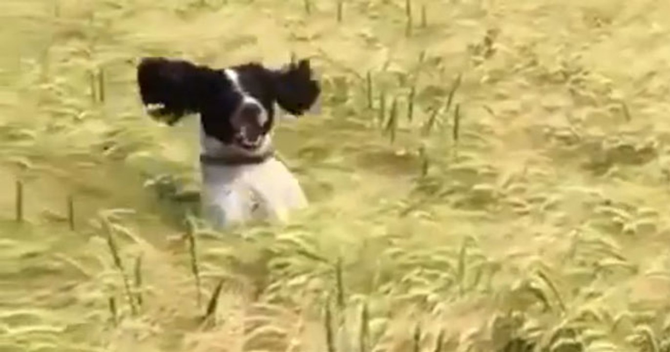 Grass shark!