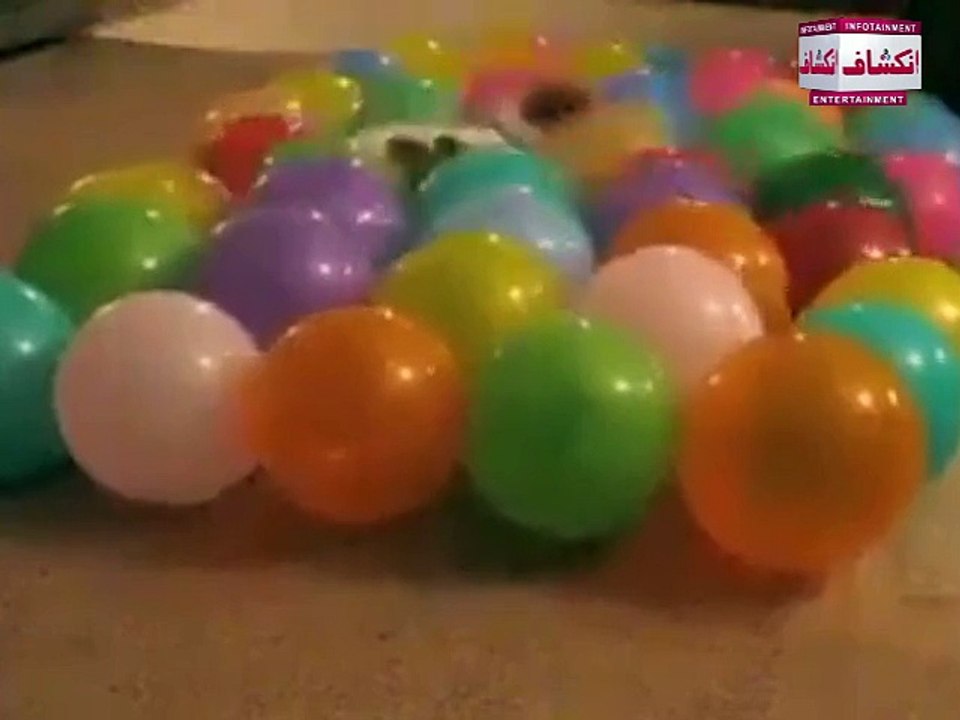 Animal Celebrating Happy Birth Day