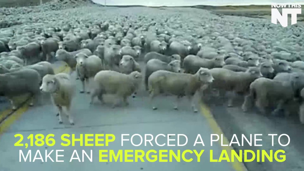 Farting Sheep Force Plane To Make An Emergency Landing