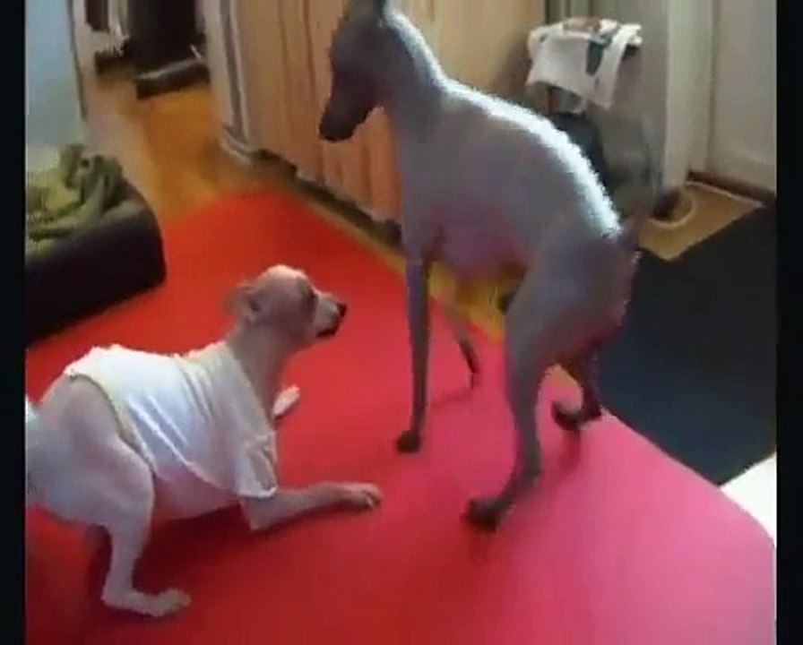 Dog Mating Video Made Simple (STEP BY STEP)