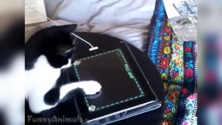 Funny Cats Playing On iPads Compilation - Funny Cats Videos 2015 HD