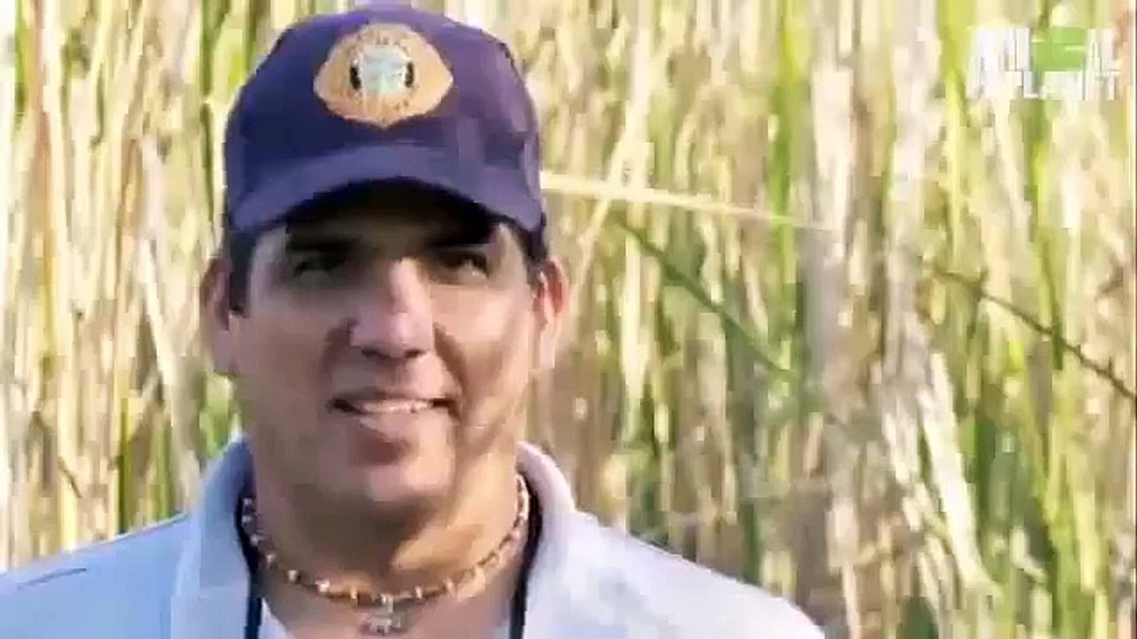 ثعبان البايثون يبتلع تمساح