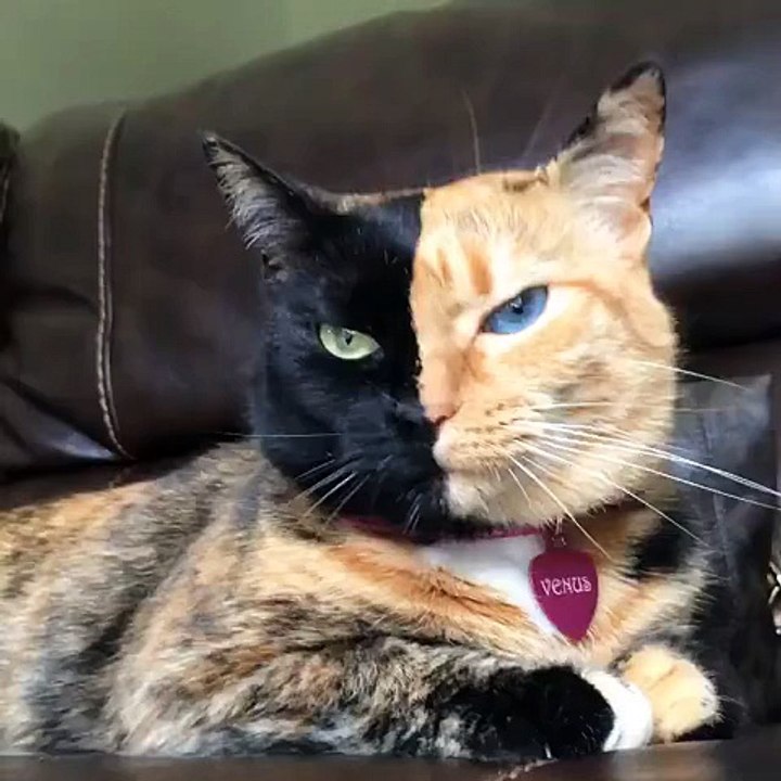 Incredible cat