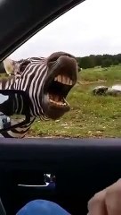 Funny Zebra Laughing Sound