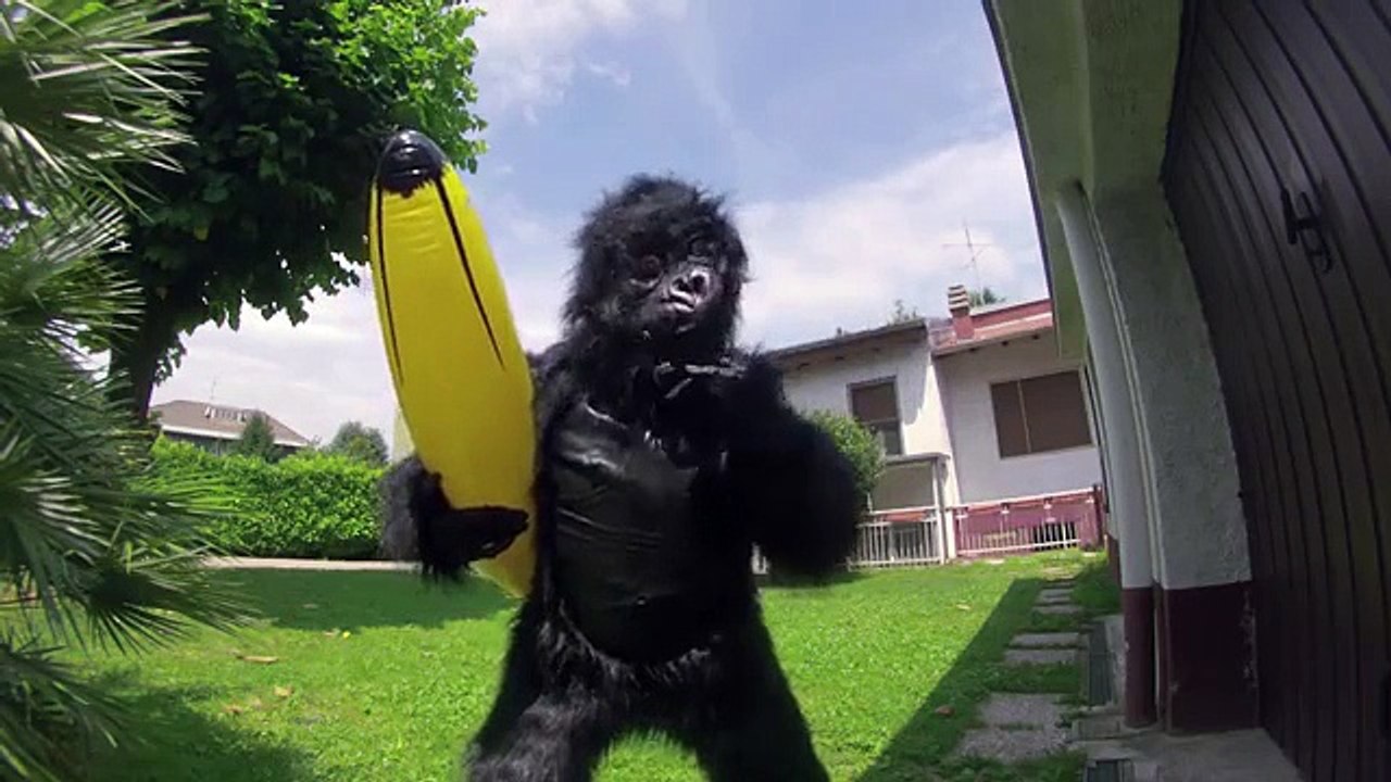 Scherzo del gorilla in casa