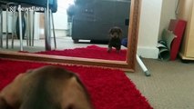 Puppy meets his reflection in a mirror for the first time
