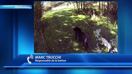 D!CI TV - Un chasseur chargé par un sanglier