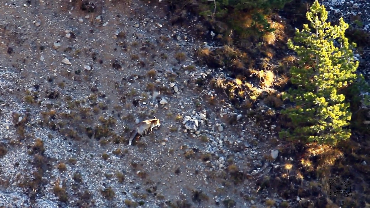 Mouflonard perdu et renard rendu