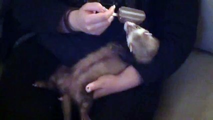 Lilo ferret AKA Mr Fudge