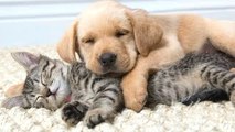 Funny Cats And Dogs Sleeping Together A Cute Animals Videos Compilation 2015