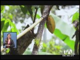 El origen del cacao ecuatoriano se exhibe en la Mitad del Mundo