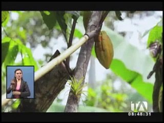 El origen del cacao ecuatoriano se exhibe en la Mitad del Mundo