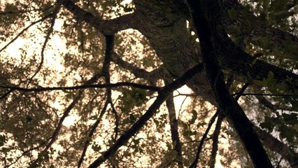 The Sound and the Fury (2014) - Official Trailer [VO-HD]