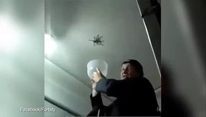 Hilarious Failed Attempt at Catching HUGE Spider