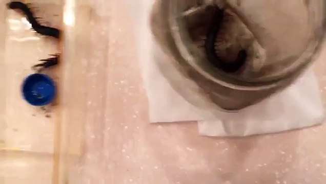 Как напугать сколопендру