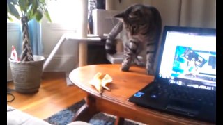 FUNNY VIDEOS: Funny Cats Funny Cats Compilation Funny Animals Best Cute Cat Videos 4