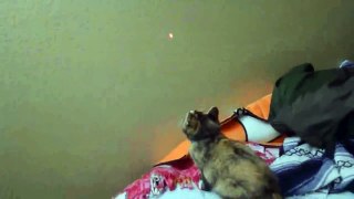 Funny Videos 2014 Funny Cats Video Funny Cat Videos Ever Funny Animals Funny Fails 2014