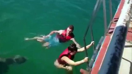 Dolphin se asegura de que esta chica sabe que él está allí