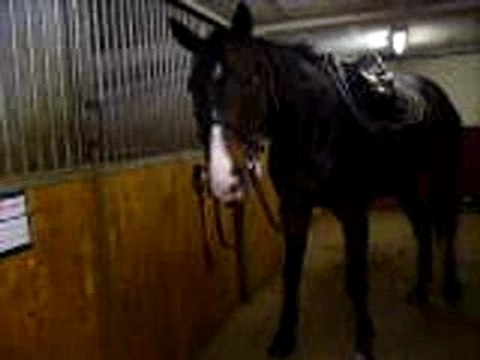 panique aux écuries