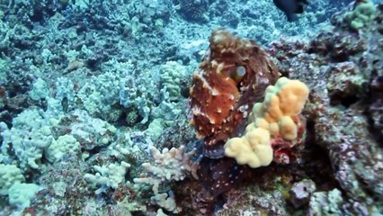 True Facts About The Octopus