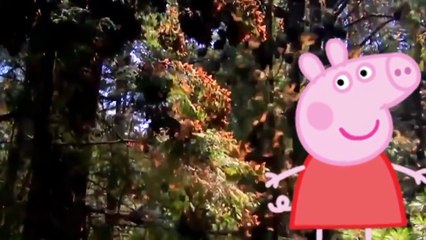 Peppa Pig Finger Family Song Collection - Peppa Pig Finger Family for Children