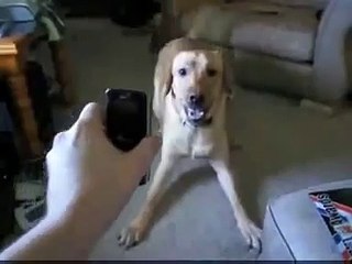 Perro Se Pone Loco Con El Telefono ★ Perros Locos Humor Divertidos Chistosos risa