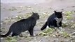 Perro Evita Pelea De Gatos! jaja ★ humor gatos - video divertido gatos chistosos risa gato